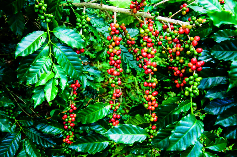 Arabica