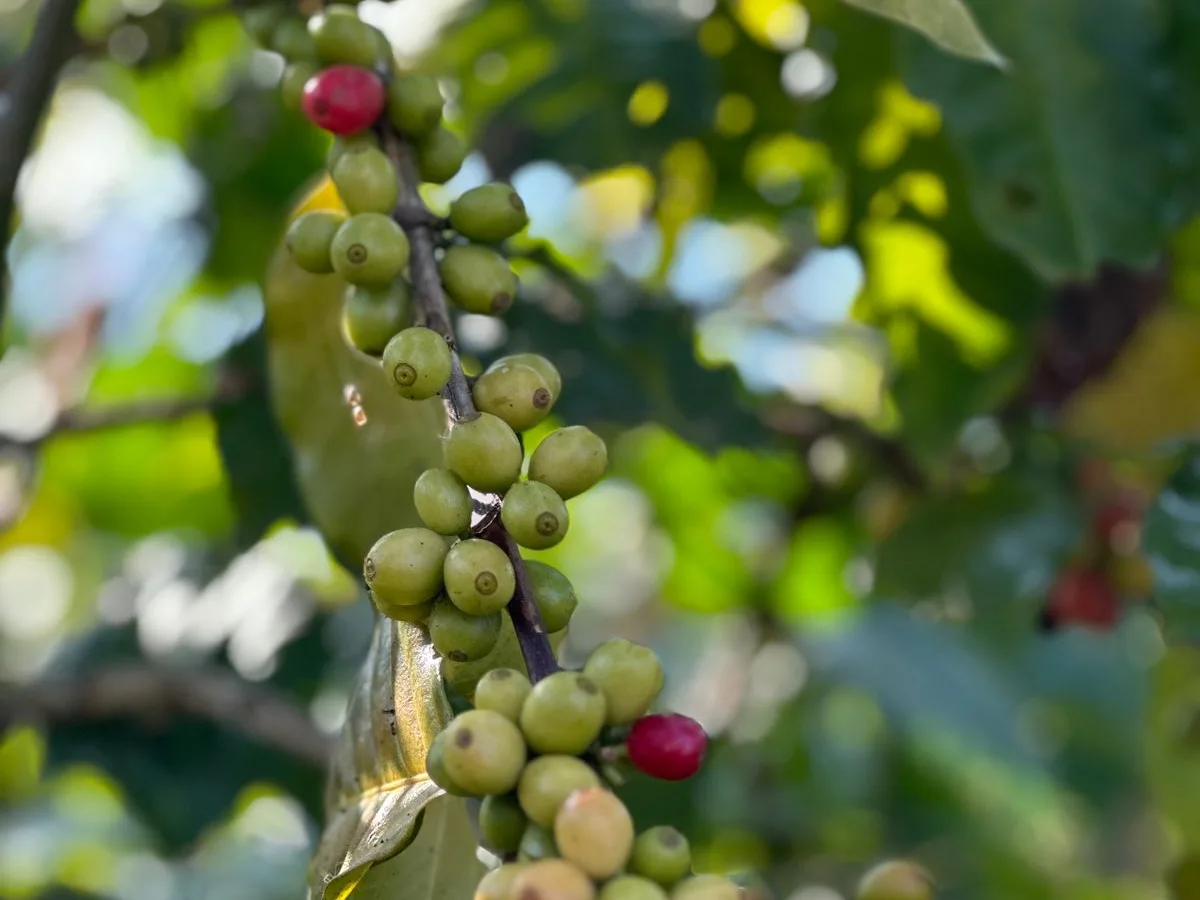 Arabica Coffee #onevdo