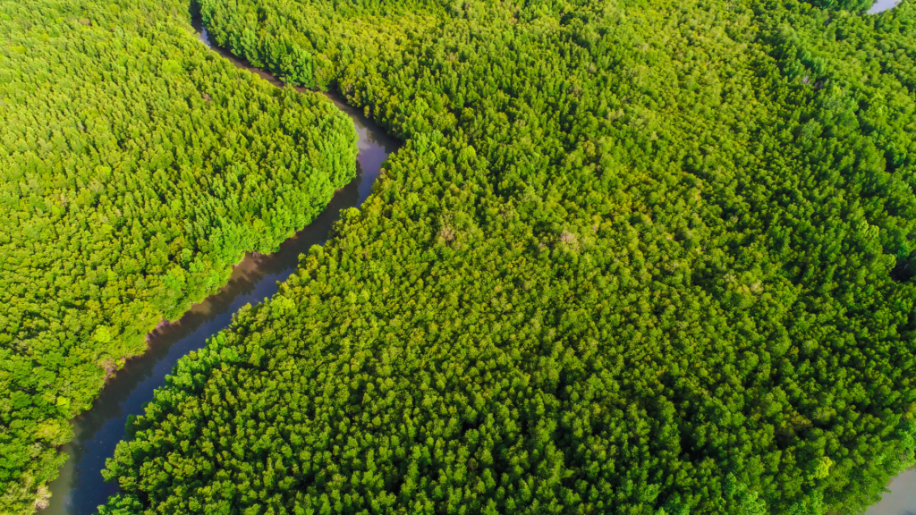 Forestry and Biodiversity