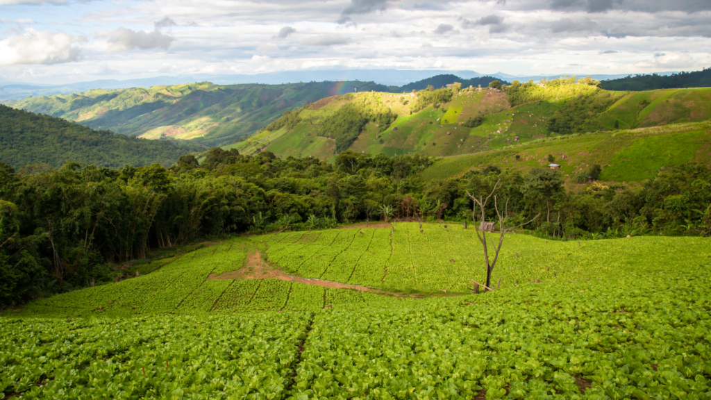 Agriculture as a source of Economy of Africa